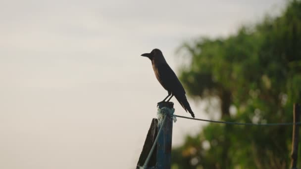 静かな朝のシーン 単一の鳥はワイヤー 静かな自然の背景に休息します 夜明けにケーブルで覆われた鳥 フォリエージュシルエット 初期の光の空 静かな野生生物の瞬間をフィルムで撮影しました — ストック動画