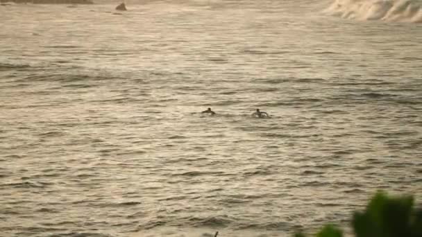 Los Atletas Surfean Realizan Actividades Acuáticas Capturando Deportes Extremos Ocio — Vídeo de stock