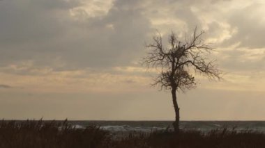 Dalgalar alacakaranlıkta kıyıya vurur. Yalnız ağaç, sakin deniz manzarasına karşı duruyor. Doğanın dayanıklılığı tek başına, yapraksız ağacın siluetinde sembolize edilir. Arka plan tefekkür için uygun sakin sahne.