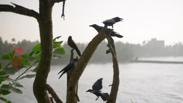 Птицы Летают Приземляются Фоне Индийского Океана Вороны Сидели Тропических Ветвях — стоковое видео