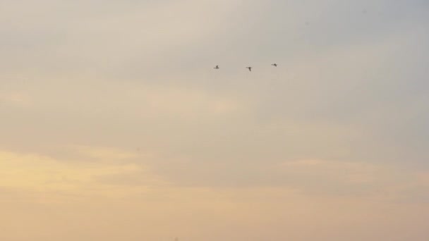 Cielo Tranquilo Atardecer Encuentra Con Mar Inquieto Las Aves Vuelan — Vídeo de stock
