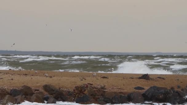 海鸥盘旋 勇敢恶劣的天气 汹涌的海岸线场景 在阴云密布的天空下 平静的海浪与岩石碰撞在沙滩上 纪录片 气候研究 股票镜头买家呼吁 — 图库视频影像