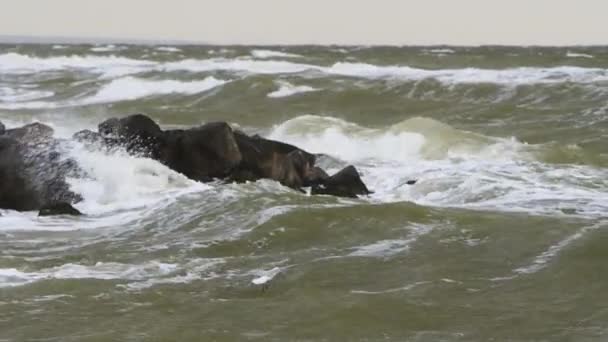 Güçlü Rüzgar Esiyor Martı Fırtınada Uçuyor Dalgalı Deniz Dalgaları Kayalık — Stok video