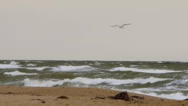 Rough Sea Waves Crash Sandy Shore Stormy Skies Seabird Glides — Stock Video
