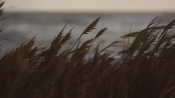 Natural Wild Raw Coastal Scenery Stormy Waves Windblown Reeds Sway — Stock Video