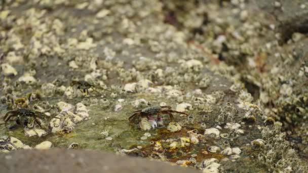 Krabbe Navigiert Mit Seeschlangen Beladene Felsoberfläche Der Nähe Des Meeres — Stockvideo