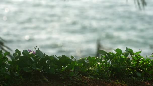 Спокойная Природа Идеально Подходит Отдыха Путешествий Эко Темы Пышная Прибрежная — стоковое видео