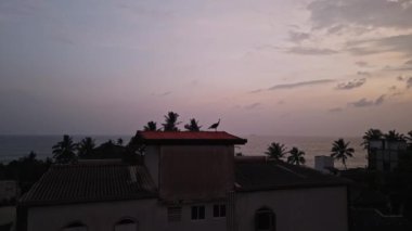 Görkemli kuş tüyleri, sahil kenti arka planı, gün batımı renkleri, vahşi yaşam kentsel yaşam, sakin sahil manzarası, çatı gözlem. Tavus kuşu, alacakaranlıkta denize bakan çatıya tünemiş..