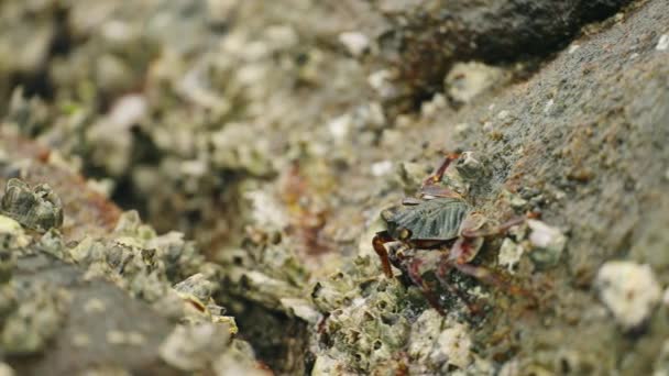 Crab Forages Rocky Shore Navigates Barnacle Clusters Tidal Pool Habitat — Stock Video