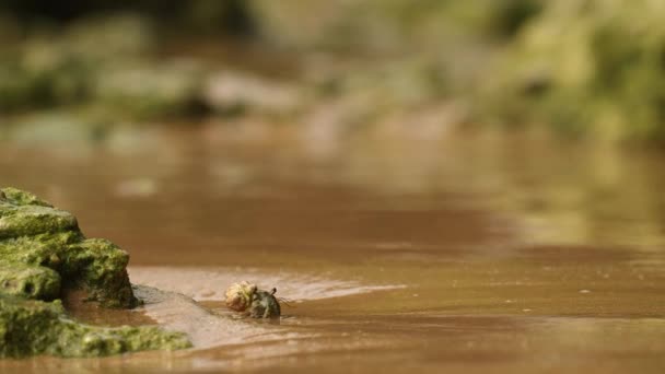 Ракообразный Естественной Среде Обитания Демонстрирует Приливную Экосистему Жизненно Важную Биоисследований — стоковое видео