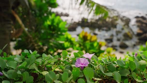 Tropical Flowering Vine Beachfront Morning Light Touches Purple Flower Amongst — Stock Video