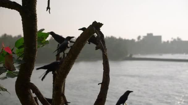 Fåglar Flyger Landar Nära Indiska Oceanen Bakgrund Kråkor Tropiska Grenar — Stockvideo