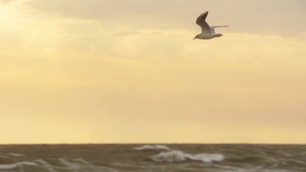 Natures Drama Rozvíjí Jak Pták Vznáší Bouřlivé Mořské Pozadí Racek — Stock video