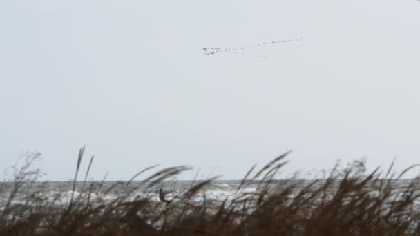 Paisagem Costeira Tempo Tempestuoso Fenómenos Naturais Aves Migratórias Voam Formação — Vídeo de Stock