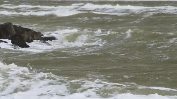 Coastal Storm Turbulent Waves Crash Rocks Seagull Soars Amidst Gusts — Stock Video