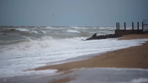 Dalgalı Deniz Dalgaları Kumlu Sahile Çarpıyor Kuşlar Fırtınalı Suların Üzerinde — Stok video