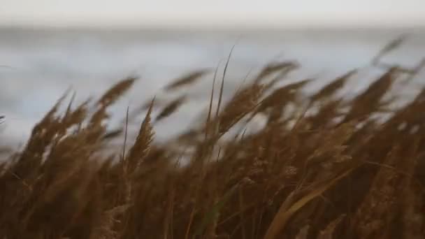 Stormy Weather Natural Motion Coastal Flora Windswept Reeds Sway Coast — Stock Video