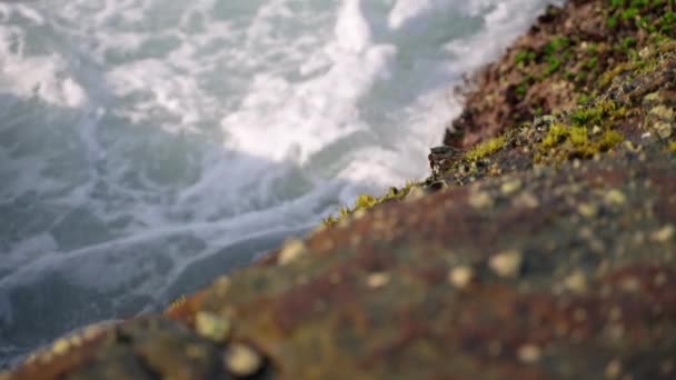 海水喷涌而出 沿海的自然景观 海浪冲击着布满青苔的岩石 动态海景 海滨环境 自然背景 海岸侵蚀 自然力量在起作用 — 图库视频影像