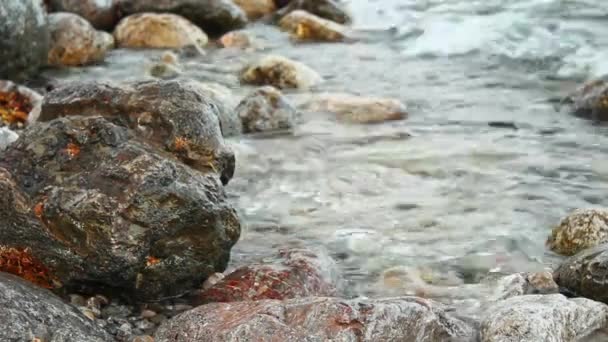 Vlny Zalévají Kameny Mořskými Řasami Scéna Příkladem Poklidné Přírody Čistá — Stock video