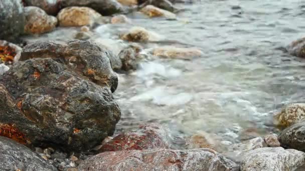 海藻で石の上に波が洗い流され シーンは穏やかな自然を例示しています 明確な水は 小石のビーチの丸い岩の間に流れています 落ち着いた 自然な背景や水生のテクスチャを必要とするプロジェクトに最適 — ストック動画