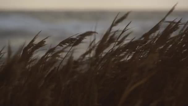 Vind Sjøen Naturlig Kystlandskap Bølger Krasjer Land Bak Svingende Siv – stockvideo