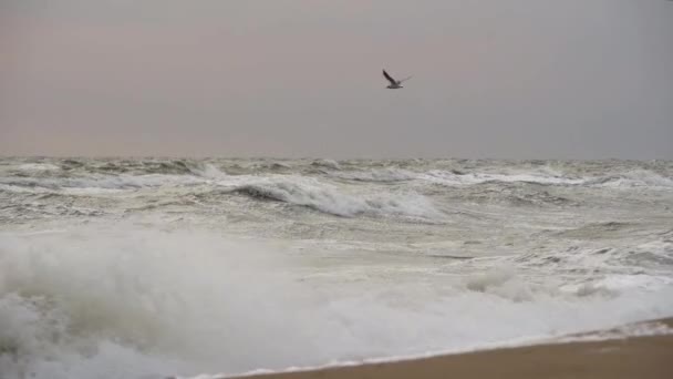 Nagrania Wybrzeża Przedstawiają Morską Atmosferę Surowe Morza Biją Samotne Ptaki — Wideo stockowe