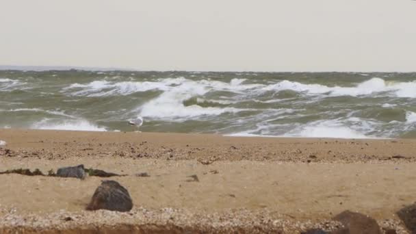 自然現象 気候変動研究 ドキュメンタリー映画のために撮影された劇的な沿岸気象 砂浜で一時的な波が衝突し 海に嵐が吹き飛び 風の強いビーチシーンを勇敢にします — ストック動画