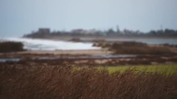 Abgehackte See Prallt Gegen Ufer Starke Winde Fegen Über Küstengräser — Stockvideo