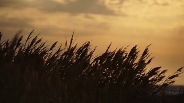 Bending Reeds Sway Strong Coastal Winds Dawn Sunrise Silhouette Turbulent — Stock Video