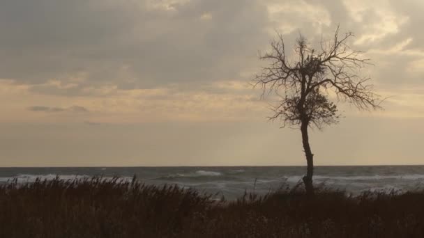风吹日晒 大自然的复原力的孤独象征 在波涛汹涌的海滨 孤零零的光秃秃的树映衬着夕阳西下的天空 海岸景观表现出宁静 — 图库视频影像