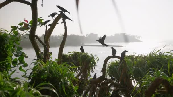 Frodig Grönska Ramar Havet Panorama Fågelvarelser Förbättra Fridfull Livsmiljö Kråkor — Stockvideo
