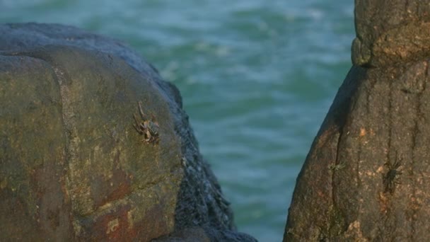 Wildtiere Auf Felsbrocken Meer Wellen Hintergrund Krabbe Navigiert Felsige Oberfläche — Stockvideo