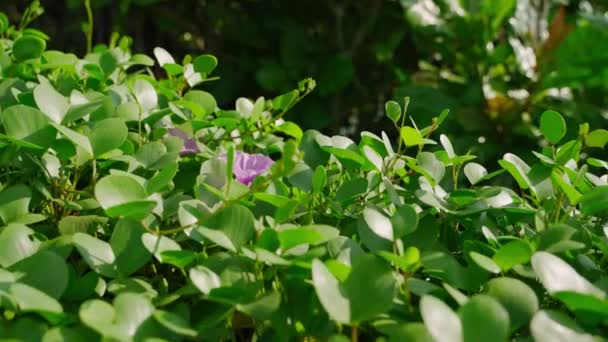 Φως Του Ήλιου Φιλτράρει Φύλλα Αναδεικνύοντας Φυσική Ομορφιά Στο Περιβάλλον — Αρχείο Βίντεο