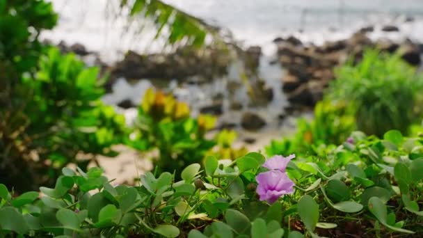 Trópusi Strandtáj Összpontosított Lila Virág Buja Zöld Lombozat Előtér Nyugodt — Stock videók