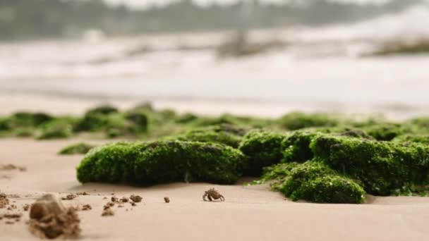 沿海野生动物场景展示了海洋栖息地中的甲壳类动物 展示了它们的生存和沿着海洋边缘的探索 躲在沙滩上的螃蟹在布满海藻的岩石下栖身 — 图库视频影像