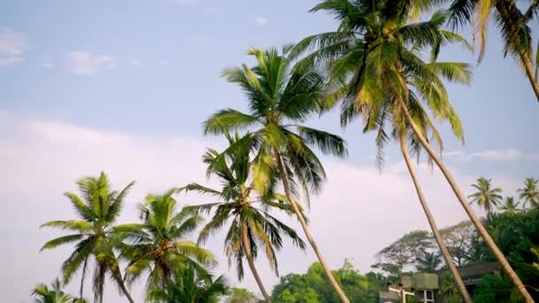热带岛屿蓝天上的棕榈树 从下往上看 在海滨度假胜地 绿色的棕榈叶在暖风中摇曳 海滨的旅游度假天堂 异国情调 去一个炎热的国家 — 图库视频影像