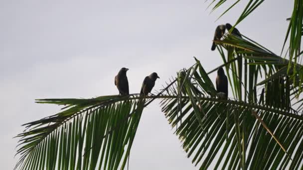 Kuşlar Çevreyi Gözlemler Iletişim Kurar Alacakaranlıkta Doğal Davranışlar Sergilerler Berrak — Stok video
