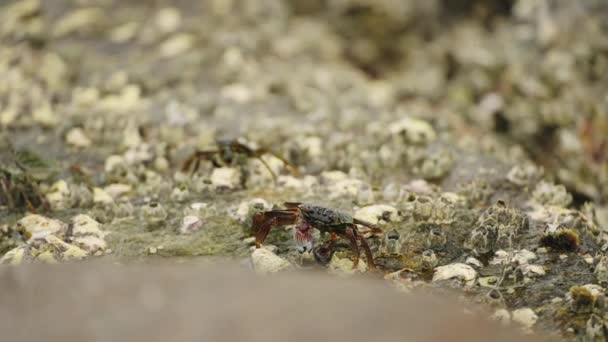 Wild Crustaceans Forage Barnacles Seaweed Marine Crabs Scuttle Tidal Rock — Stock Video