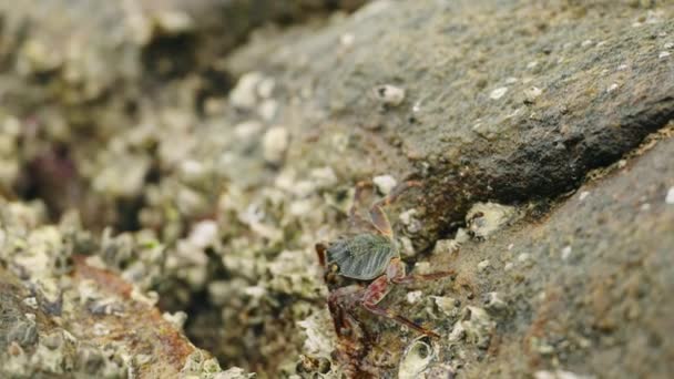 沿海海洋生物文献展示了在自然环境中对甲壳类动物的适应 生态平衡 野生动物生存 在岩石海岸上觅食的蟹群 在潮汐池栖息地航行的藤壶群 — 图库视频影像