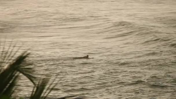 Gün Batımında Denizde Macera Sporu Sahnesi Sörfçü Dalgayı Beklerken Okyanusta — Stok video