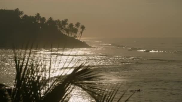 반짝이는 바다에 실루엣 스리랑카 코코넛 관광객 콘텐츠를위한 조용한 목적지와 — 비디오