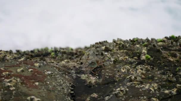 教育映像は 生態系 沿岸生息地 海洋生物学研究のための動物の行動を強調しています カニのナビゲートテイドプール フォームラップされた沿岸岩は海洋生物を示しています — ストック動画