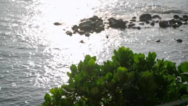 セレン波のカーレスシェイプライン トロピカルグリーンの輝き インド洋の太陽光が輝き 緑豊かな葉の背後にある岩の海岸 トランキル自然のシーン 活気に満ちた日光の反射 沿岸の雰囲気 — ストック動画