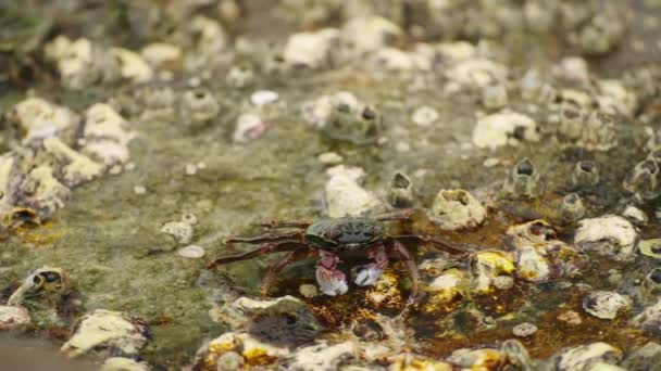 Caranguejo Navega Superfície Rocha Carregada Cracas Perto Mar Forrageamento Biodiversidade — Vídeo de Stock