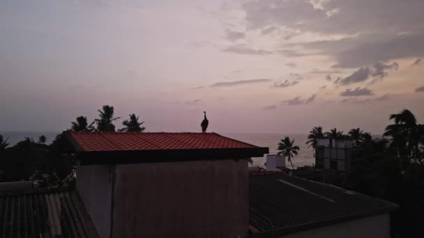 Bird Fans Vibrant Tail Coastal Community Backdrop Tropical Palm Silhouette — Stock Video