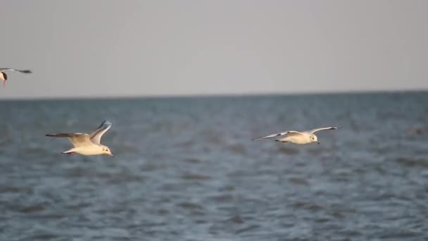 Oiseaux Sauvages Vol Migration Naturelle Des Oiseaux Marins Les Mouettes — Video