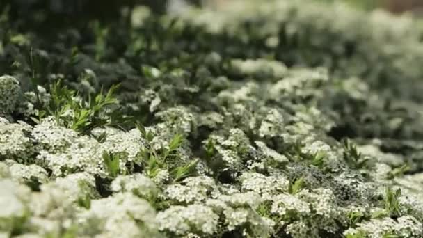 Vibrerande Fält Blommande Växter Frodiga Gröna Blad Blandas Med Rikliga — Stockvideo