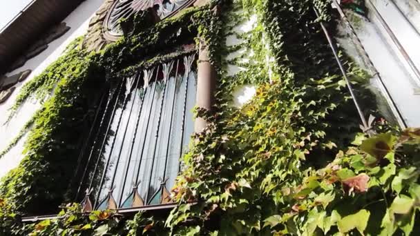 Titrek Sarmaşık Eski Bina Cephesine Tırmanıyor Pencereleri Kapatıyor Güneş Işığını — Stok video