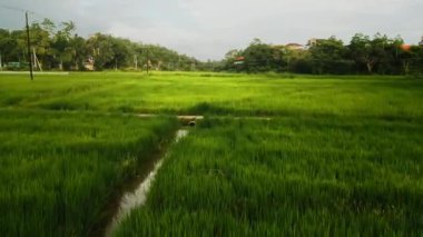 Sulama kanalları parlıyor. İnsansız hava aracı gün batımında canlı yeşil pirinç tarlalarının üzerinde uçuyor. Alacakaranlıktaki kırsal manzara. Tarım, tarım ve gıda üretimi görsel.