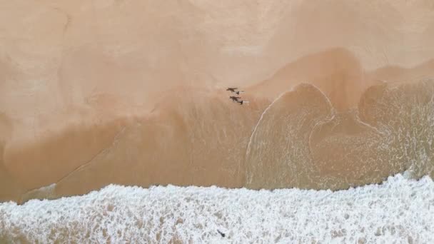 Вид Сверху Воздуха Серферов Прогуливающихся Песчаному Пляжу Досками Серфинга Океанских — стоковое видео